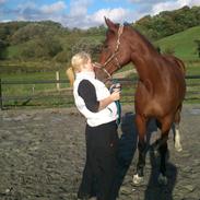 Dansk Varmblod Apari