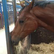 Dansk Varmblod Bandit Kira