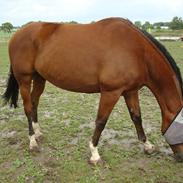 Dansk Varmblod Bandit Kira