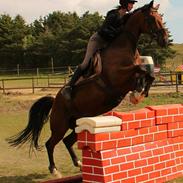 Dansk Varmblod Bandit Kira