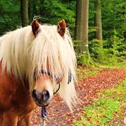 Haflinger Birch's Currin