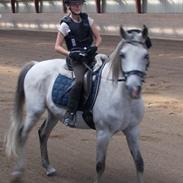 Arabisk fuldblod (OX) Ja'pih (Japs<3)