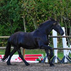 Frieser AKKE FAN DE SLACHTEDYK (Red og passede)