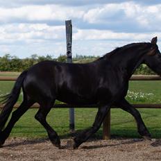 Frieser AKKE FAN DE SLACHTEDYK (Red og passede)