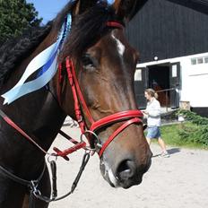 Anden særlig race Flying Maddie