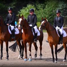 Tjekkisk Varmblod  Kusaj