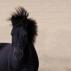 Anden særlig race • Silver • Min Soulmate<3• Himmelpony