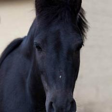 Anden særlig race • Silver • Min Soulmate<3• Himmelpony