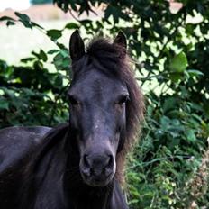 Anden særlig race • Silver • Min Soulmate<3• Himmelpony
