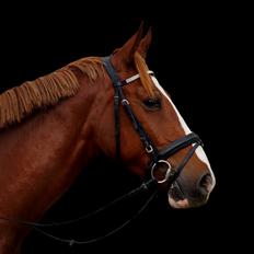 Pinto Whiskey In The Jar