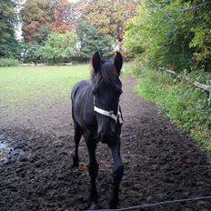 Frieser Aura (Solgt)