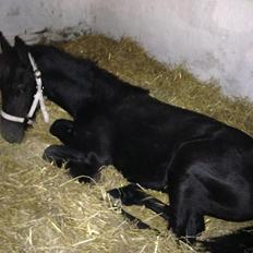 Frieser Aura (Solgt)