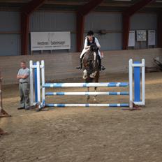 Dansk Varmblod Lucilla-HØM "SOLGT"