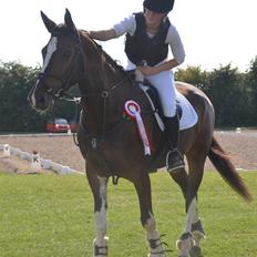 Dansk Varmblod Lucilla-HØM "SOLGT"