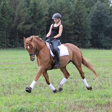 Pinto Svalegårdens Himalaya - Bimmer
