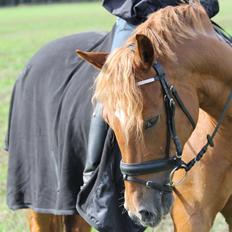 Pinto Svalegårdens Himalaya - Bimmer
