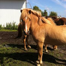 Islænder Sóley fra Röðli