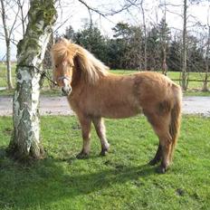 Islænder Sóley fra Röðli