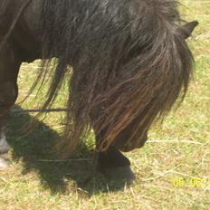 Shetlænder Struie Roriagh *HINGST* RIP