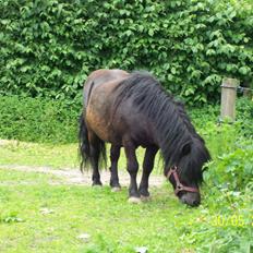 Shetlænder Struie Roriagh *HINGST* RIP