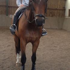 Dansk Varmblod Valløs Lexion