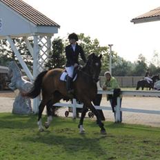 Dansk Varmblod Valløs Lexion