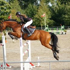 Dansk Varmblod Wilma