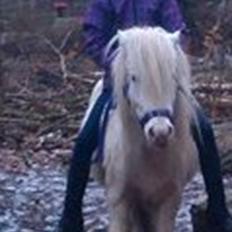 Knabstrupper Oskar R.I.P. (englen)