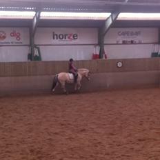 Fjordhest Nino *Mit et og alt*