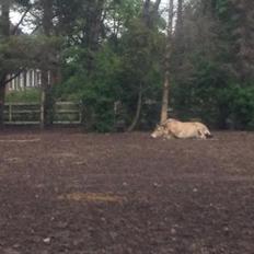 Fjordhest Nino *Mit et og alt*