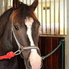 Anden særlig race Haffe Laffe