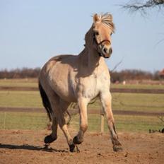 Fjordhest Broholms Marquis
