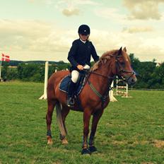 Welsh Pony af Cob-type (sec C) Bakkegaardens Aladdin - Allan.