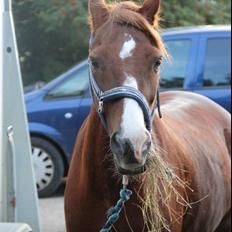 Welsh Pony (sec B) Avalon