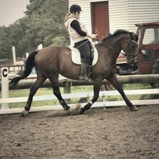 Dansk Varmblod Daniella (Bambi)