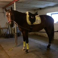 Dansk Varmblod Gørklintgårds Capana