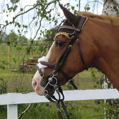 Belgisk Sportspony Ratina