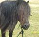 Shetlænder Struie Roriagh *HINGST* RIP