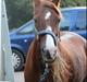 Welsh Pony (sec B) Avalon