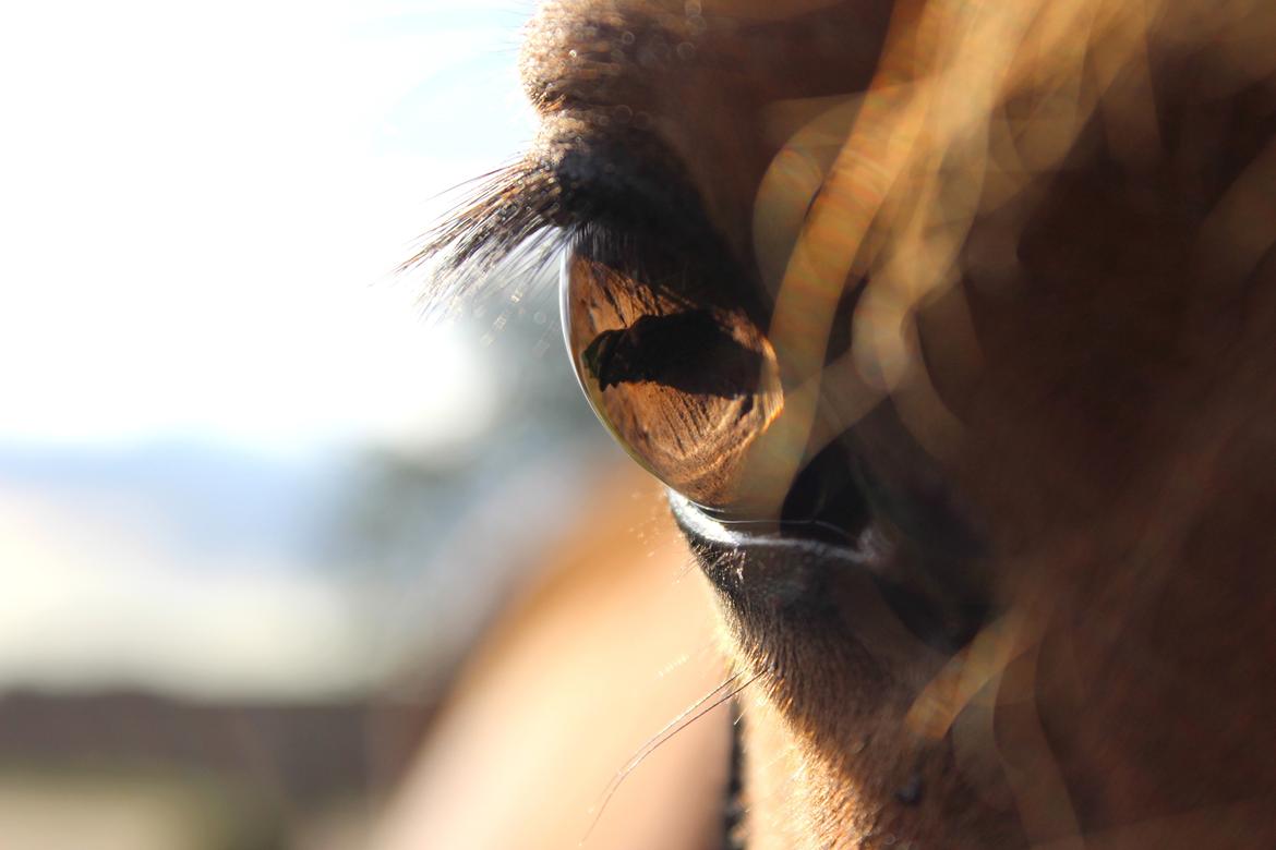 New Forest Vangsgaard's Vanity [Tidl. part] - 
"I'm not afraid to show I'm breakable, I'm not afraid to show I can contain joy. The only thing I'm afraid of is letting go of something I didn't even knew meant so much to me. " - Foto: Mig billede 10