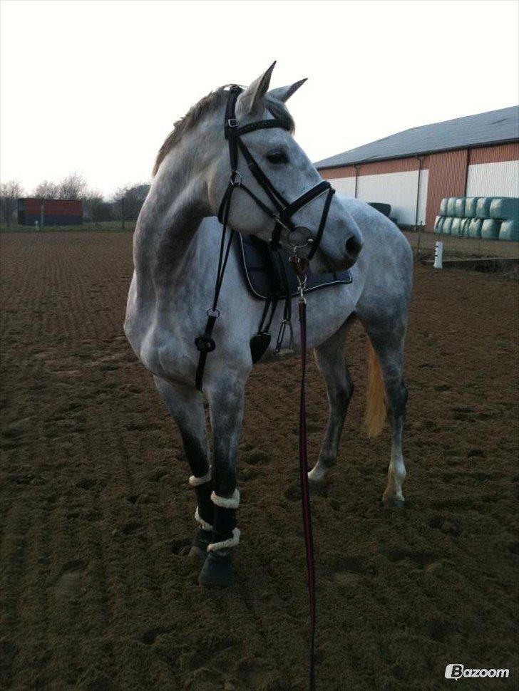 Trakehner Ingeborg Firfod billede 24