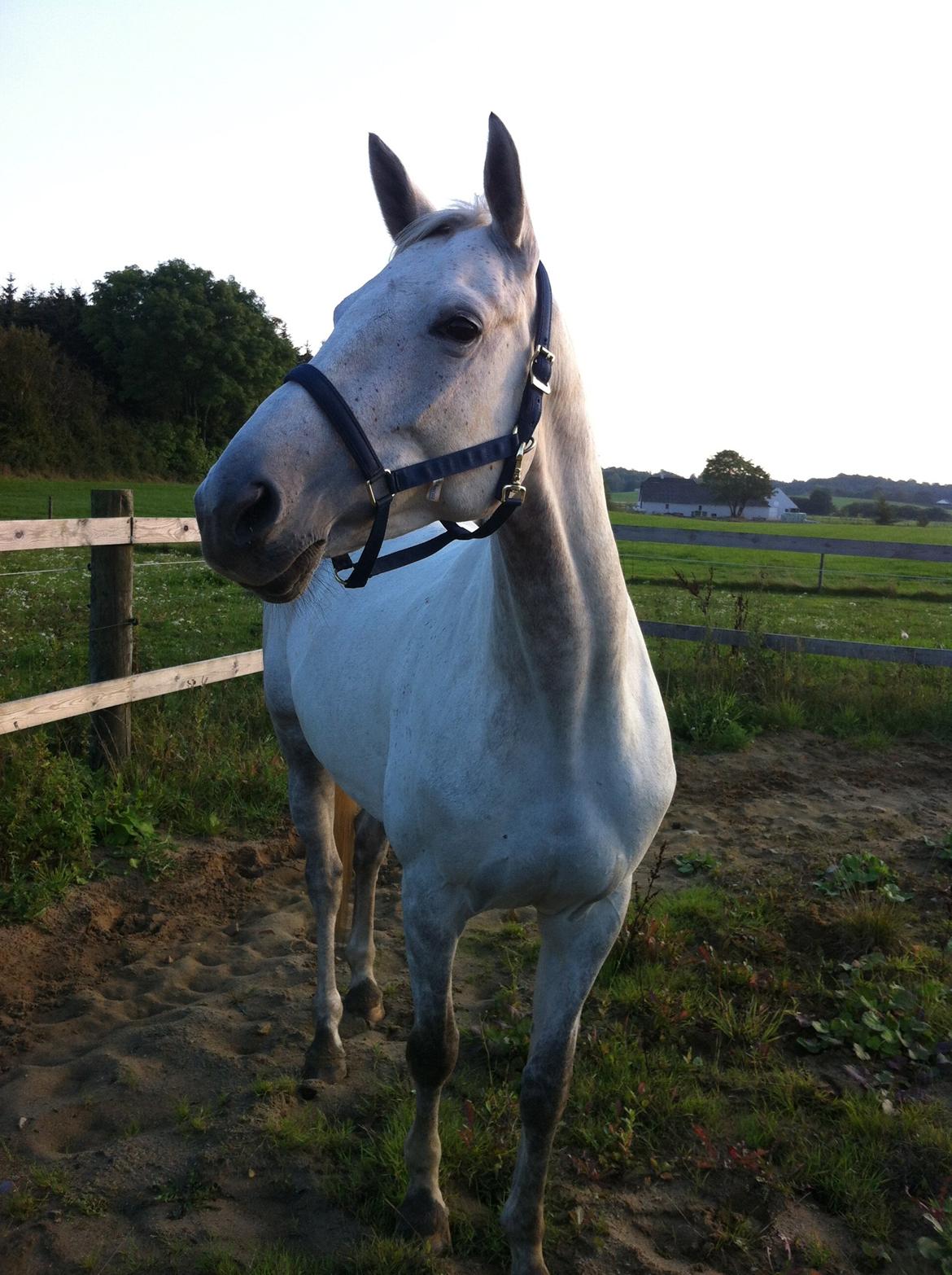 Trakehner Ingeborg Firfod billede 25