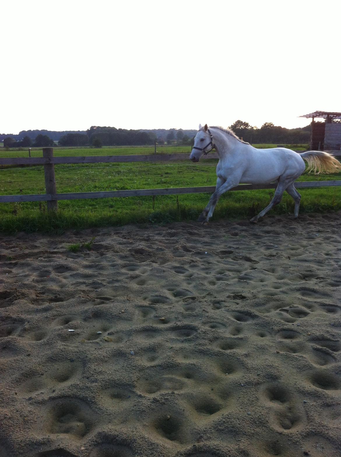 Trakehner Ingeborg Firfod billede 26