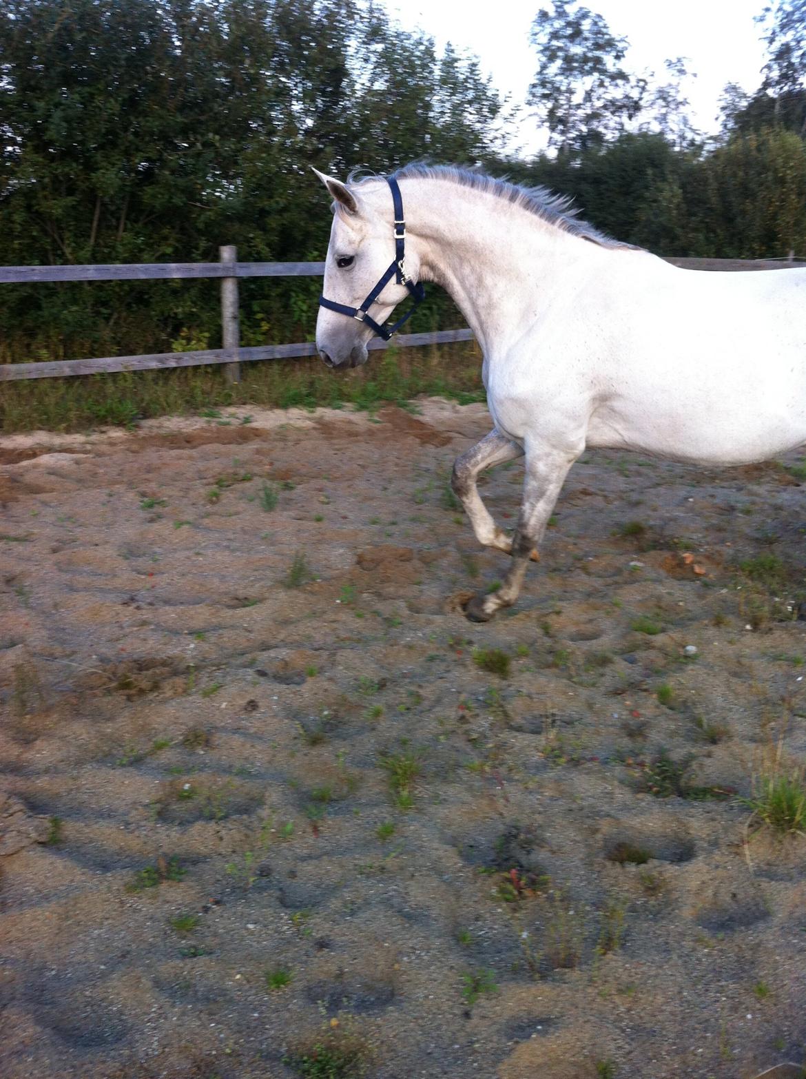 Trakehner Ingeborg Firfod billede 27