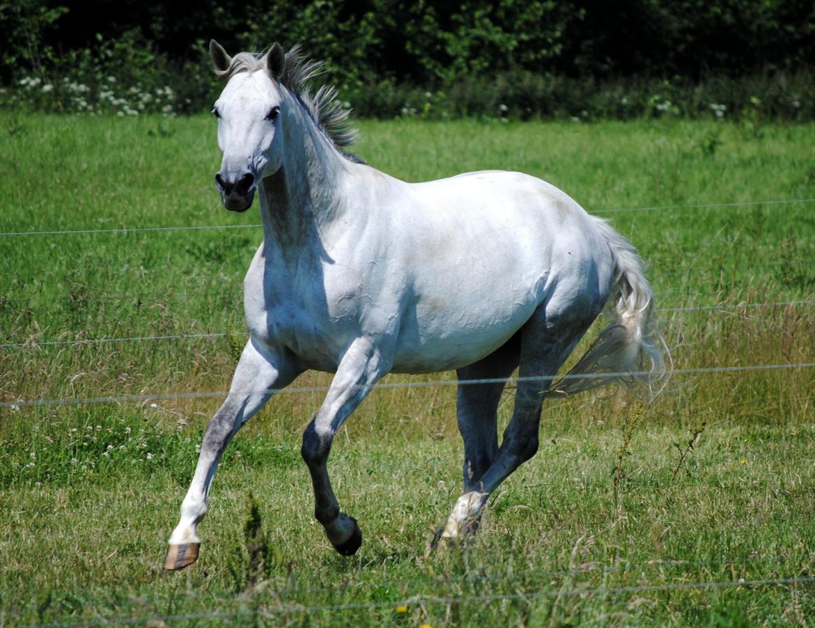 Trakehner Ingeborg Firfod billede 14