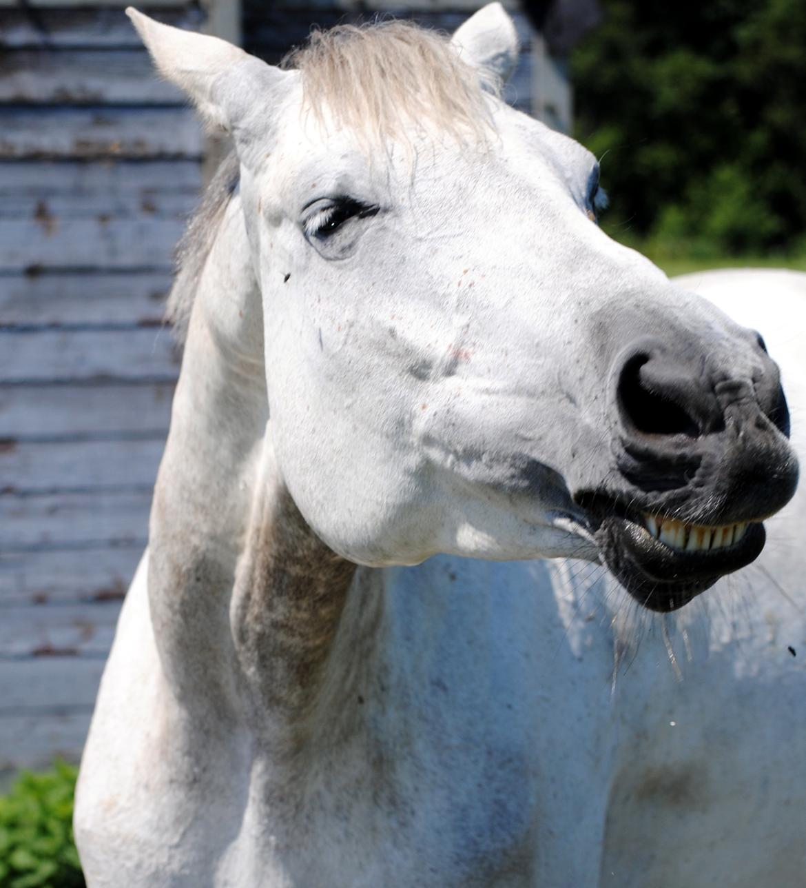 Trakehner Ingeborg Firfod billede 29