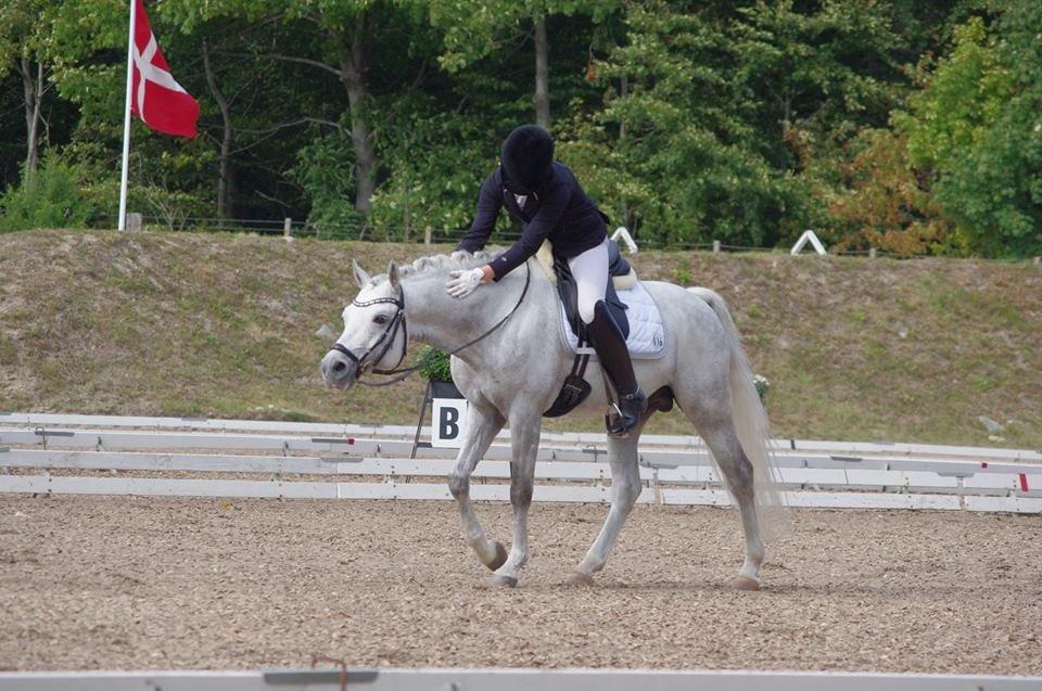 DSP Toftegaard's Hurricane SPH 182 <3 *A-Pony* billede 20