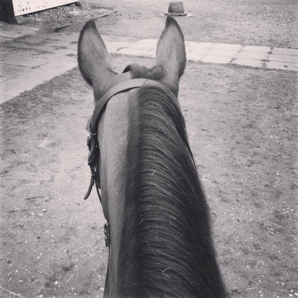 Anden særlig race Cargo billede 6