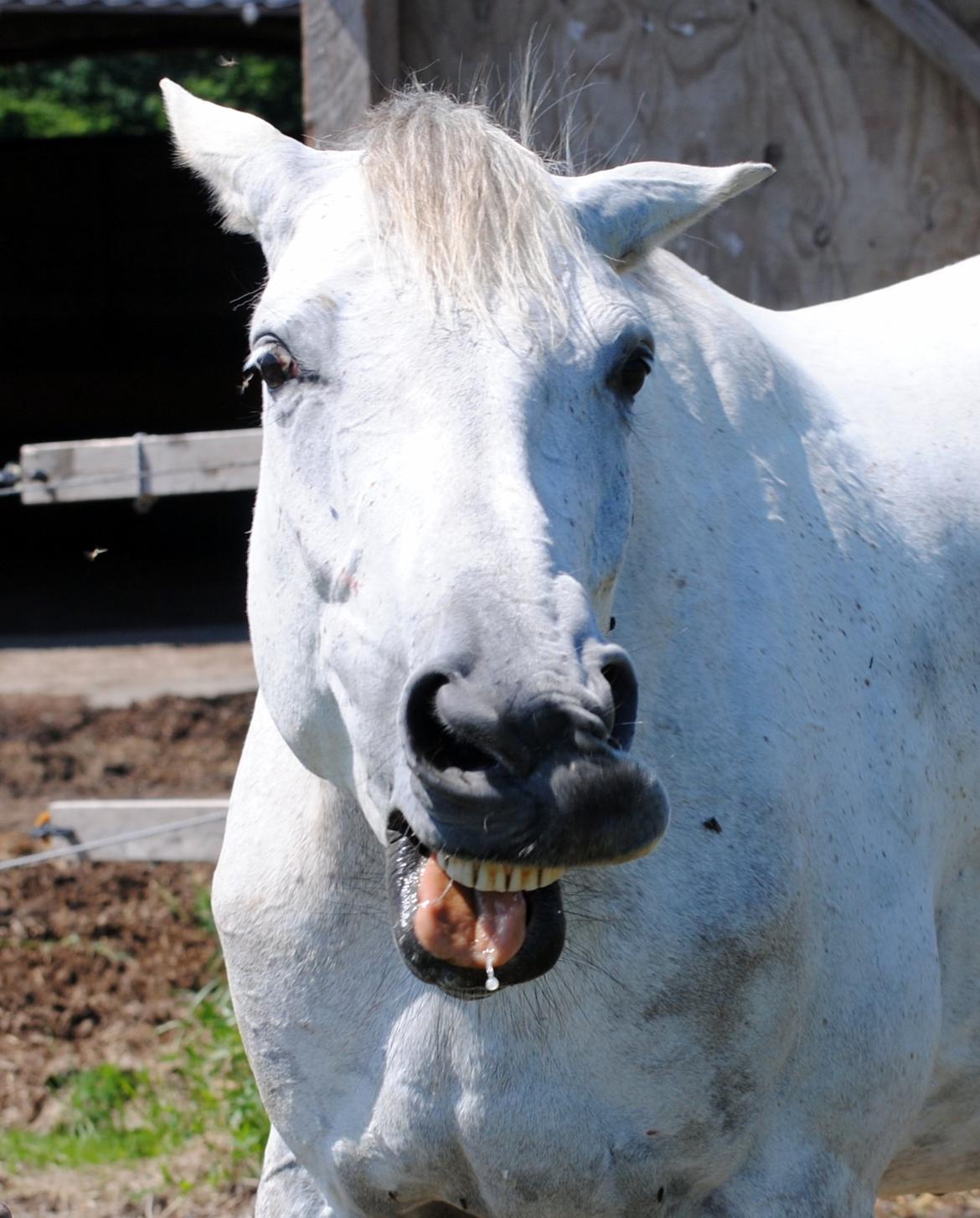 Trakehner Ingeborg Firfod billede 30