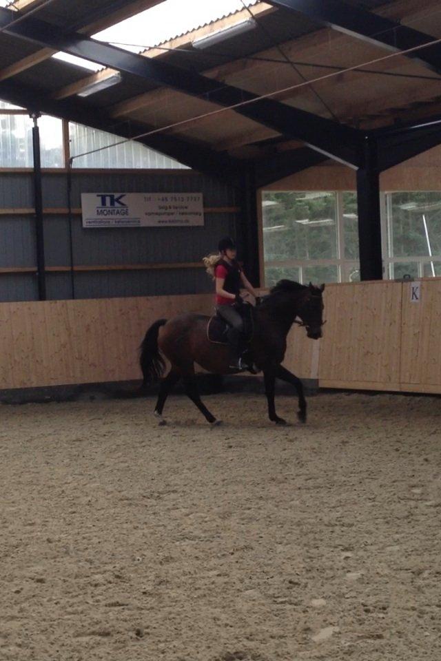 Anden særlig race Gaillarde de Osnard "Oda" <3 billede 12